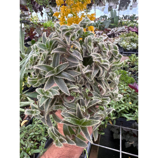 Cyanotis somaliensis