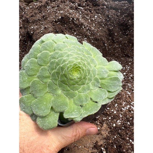 Aeonium tabuliforme