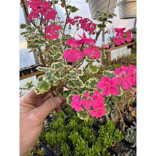 Pelargonium ‘petals ’! FANCY LEAF GERANIUM!