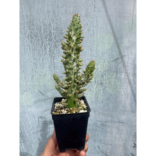 Opuntia monacantha ‘variegata’