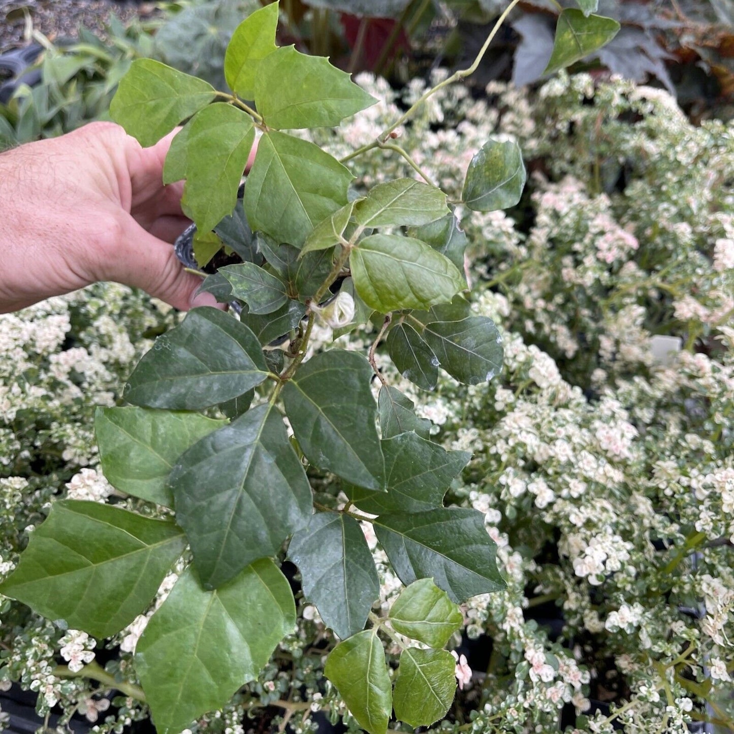 Grape Ivy - CISSUS RHOMBIFOLIA