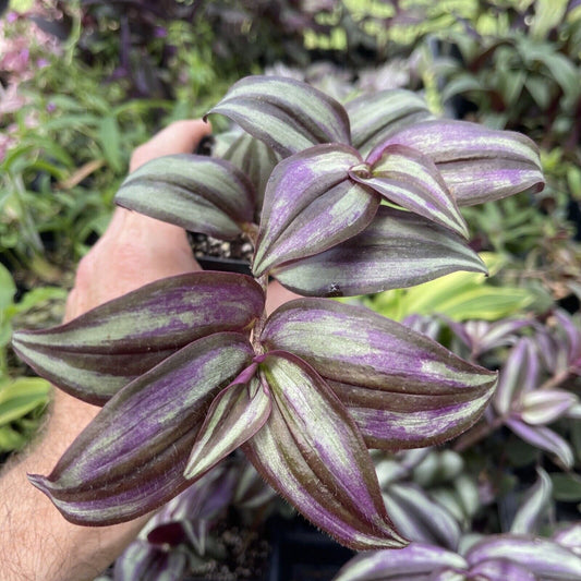 Tradescantia zebrina ‘SILVER PLUS’