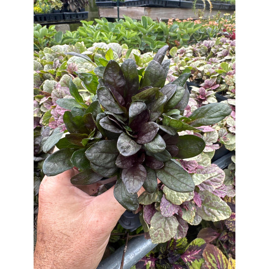 Ajuga ‘blueberry muffin’-Perennial Groundcover for sun or shade