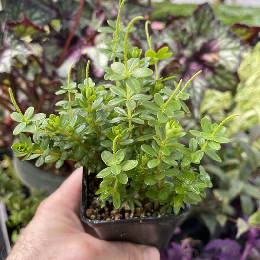 PEPEROMIA GALIOIDES