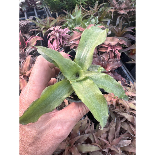 Cryptanthus ‘snow goose’