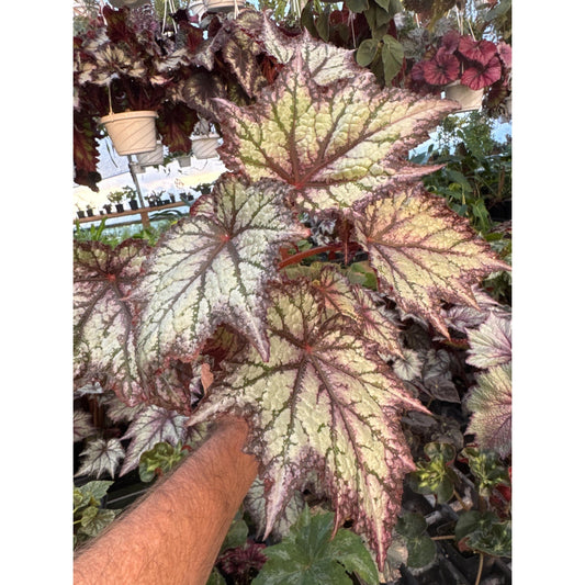 Begonia ‘bewitched lavender’ - Large full plants!