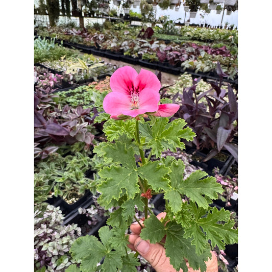 Pelargonium ‘apricot fool’- Scented Geranium