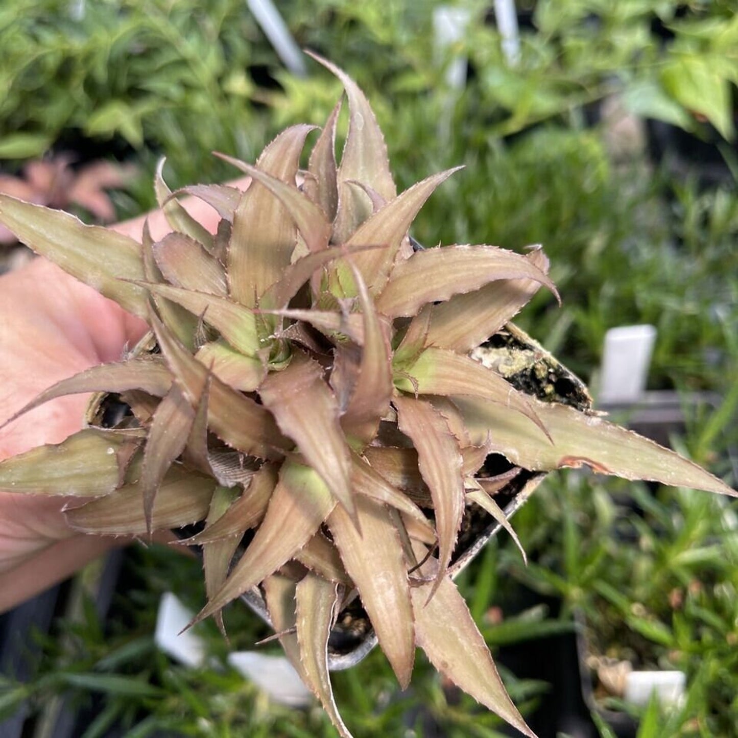 Cryptanthius ‘cafe au lait’ - Clustered