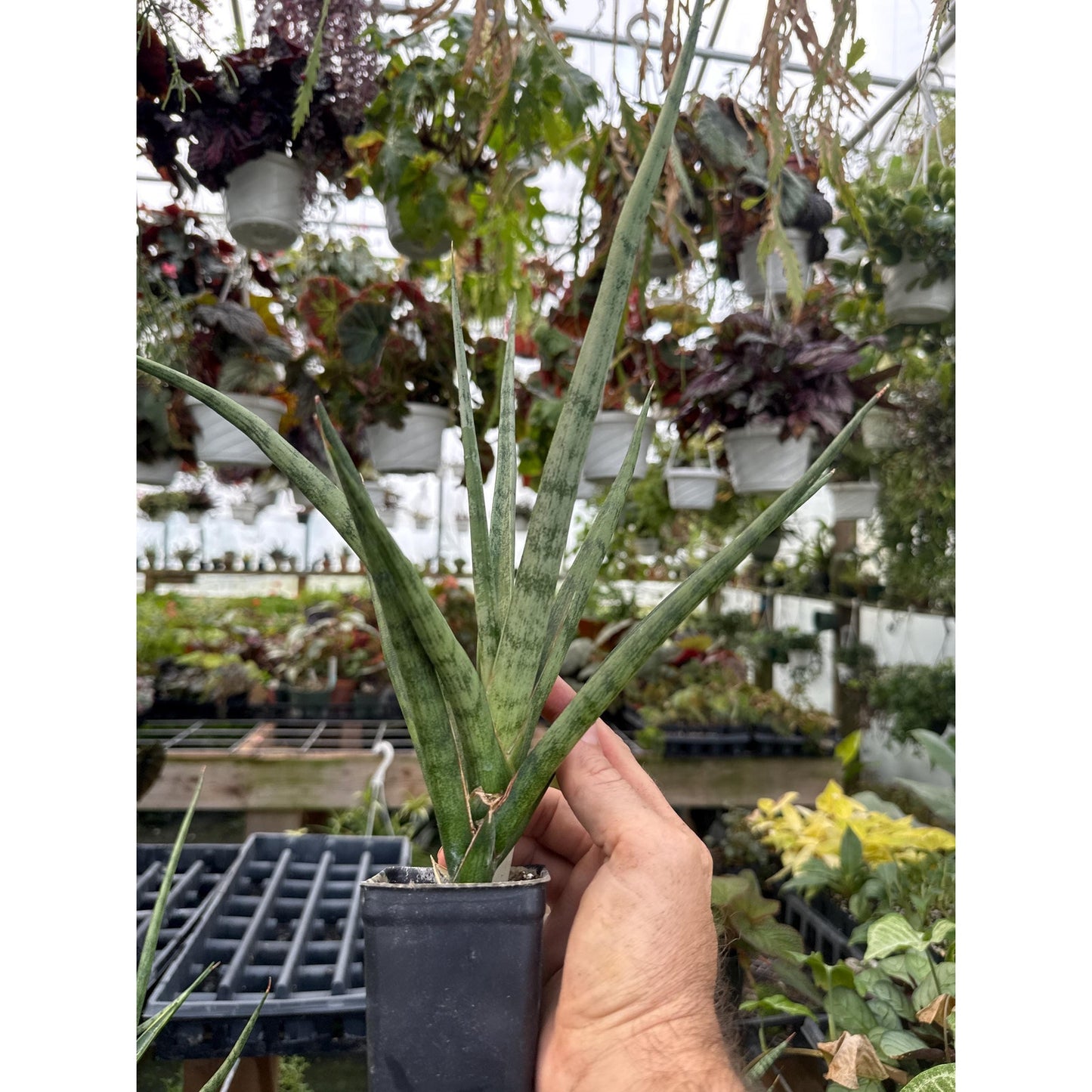 Sansevieria ‘bunlue torch’