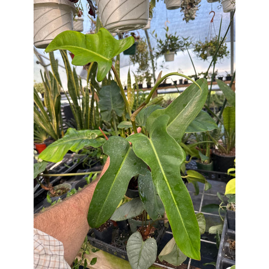 Philodendron ‘Jerry Horne’