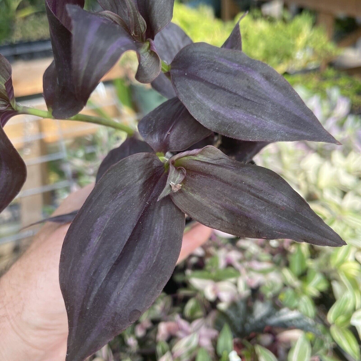 Tradescantia zebrina ‘DEEP PURPLE’