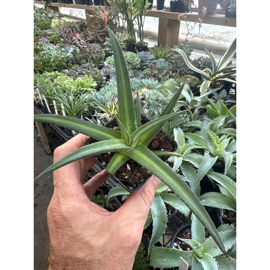 Agave nizandensis