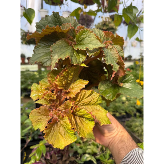 Begonia ‘redington shores’ - 4.5 inch pot