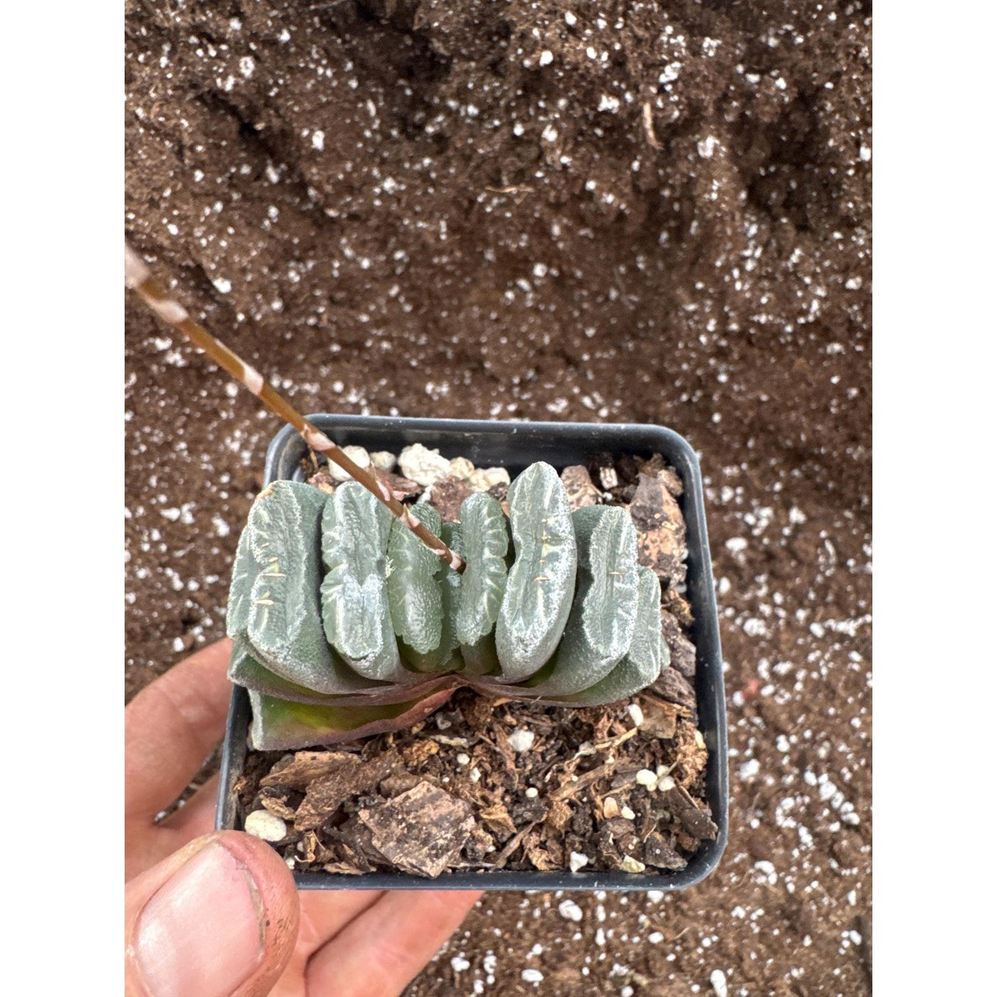 Haworthia truncata - Exact plant