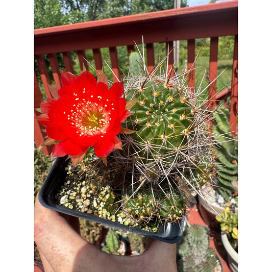 Lobivia ferox
