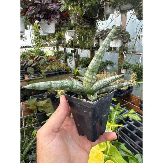 Sansevieria cylindrica ‘boncel’