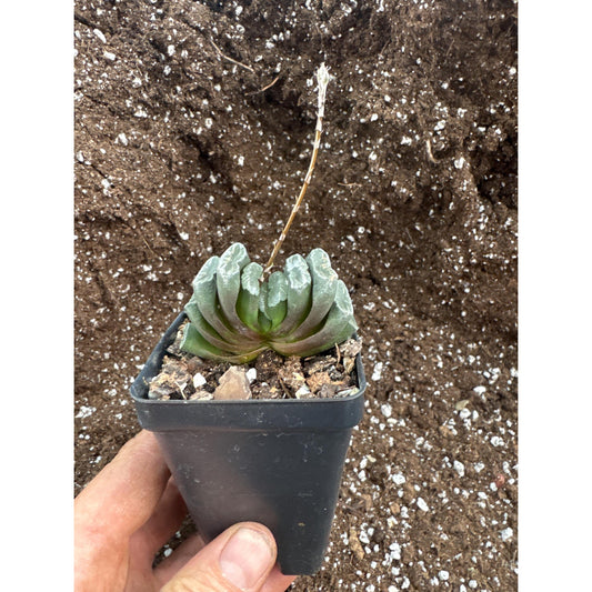 Haworthia truncata - Exact plant
