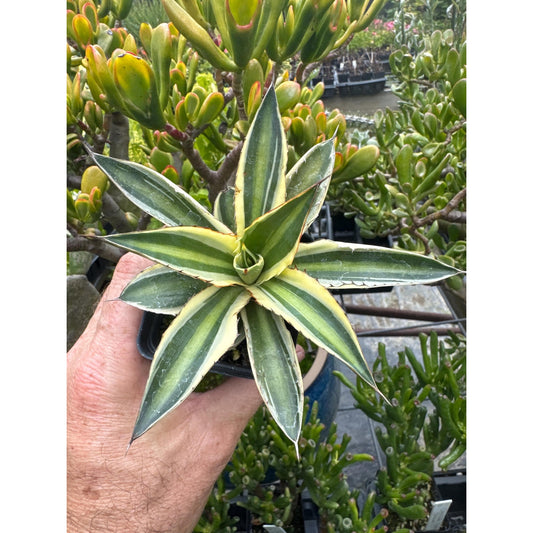 Agave lophantha ‘quadricolor’