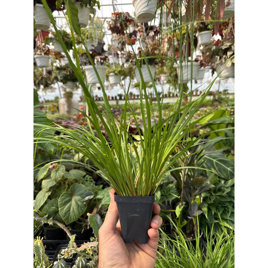 Acorus Gramineus 'licorice’ - Licorice scented/flavored sweet flag! indoors or out!