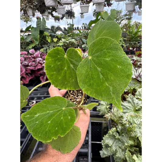 Begonia ‘Al Clark’