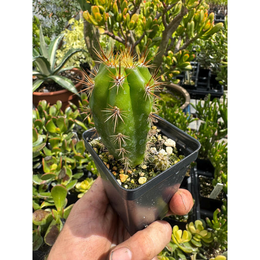Echinopsis taquimbalensis