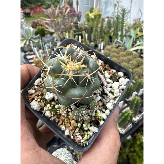 Coryphantha elephantidens