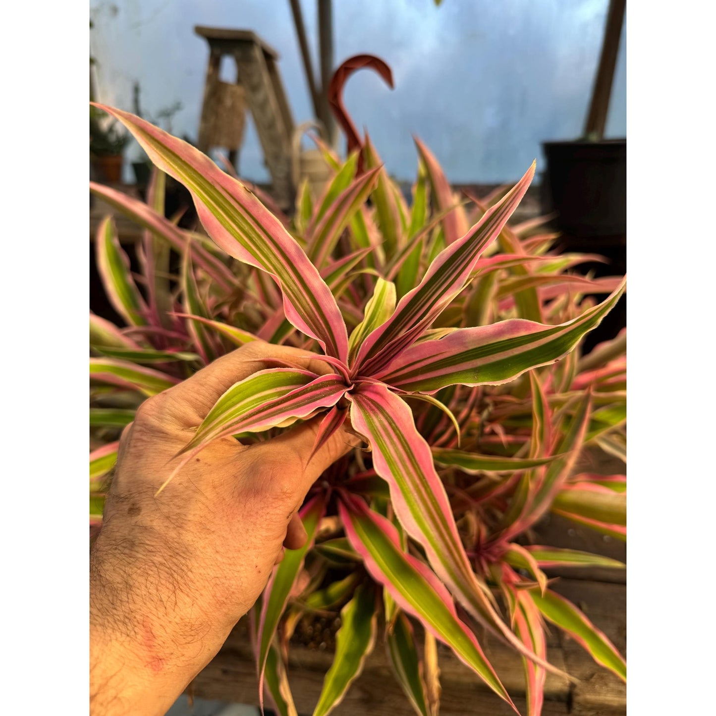 Cryptanthus osiris ‘rainbow star’! Unrooted offset