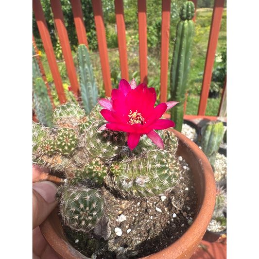 Echinopsis ‘rose quartz’