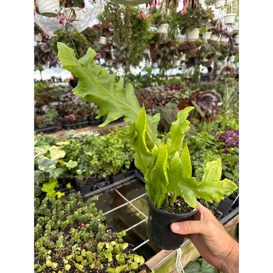 Sawtooth Kelp Fern- Microsorum punctatum ‘serratum’
