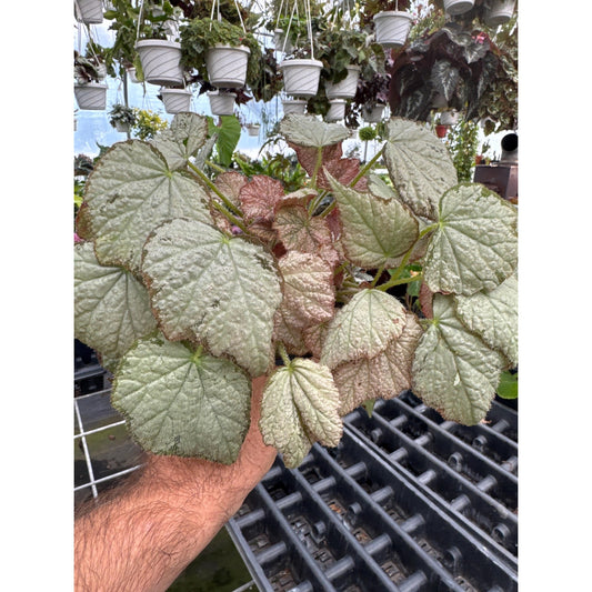 Begonia ‘QUEEN OLYMPUS’