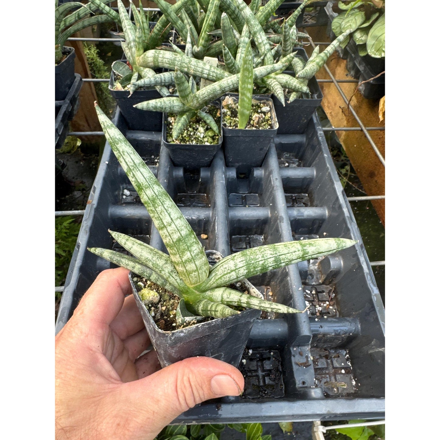 Sansevieria cylindrica ‘boncel’