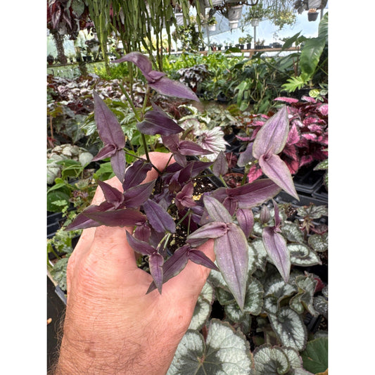 Gibasis sp. “purple bridal veil”