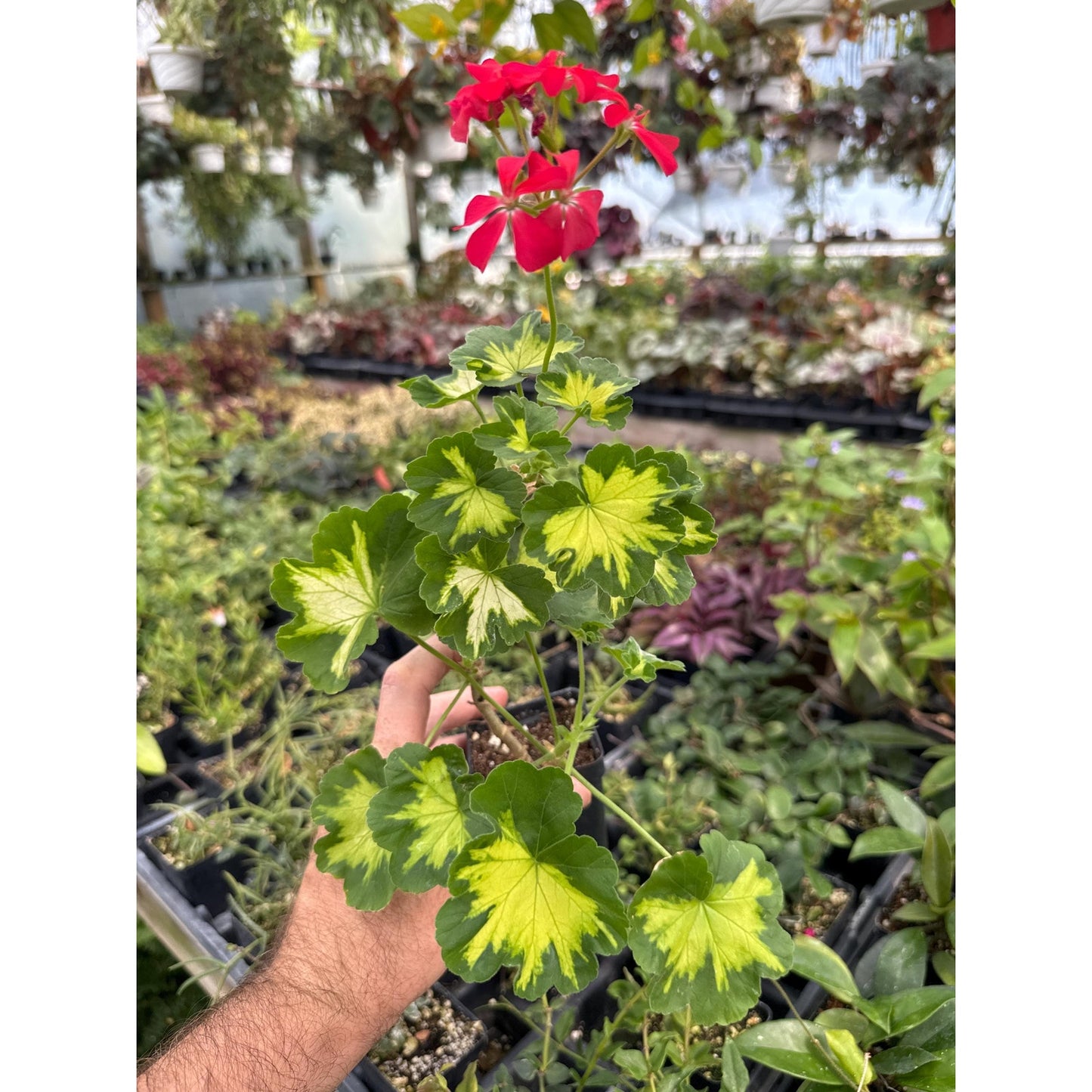 Pelargonium ‘happy thought’! - Fancy leaf Geranium!