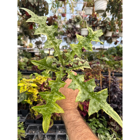 Acanthus montanus ‘Frieling’s sensation’- Rare variegated form- Hard to find tropical “bear’s breeches”
