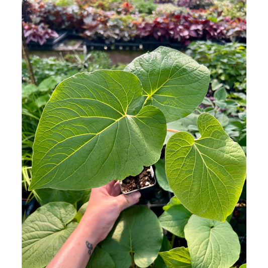 Piper auritum - Hoja santa - Mexican pepperleaf - root beer plant