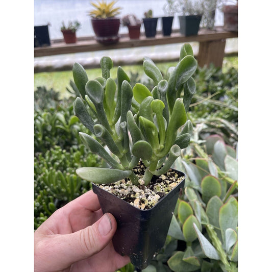 Crassula ovata ‘ORGE’S EARS’