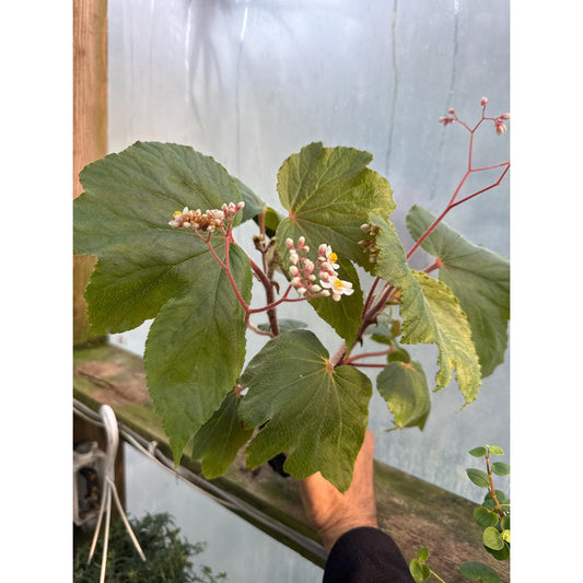 Begonia ‘Mrs. Fred T. Scripps’