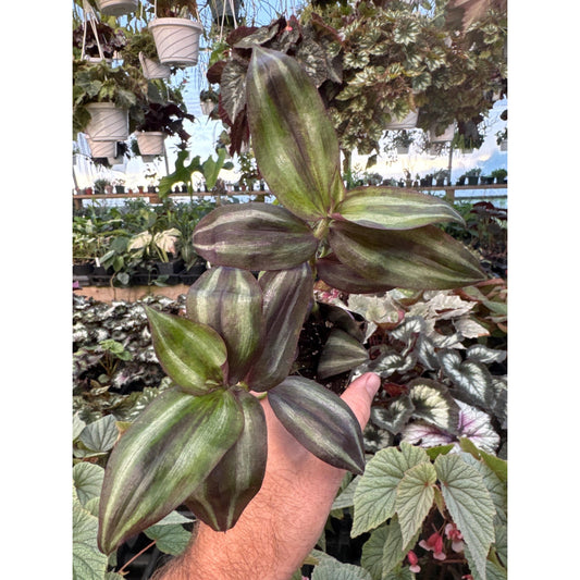 Tradescantia zebrina ‘silver smudge’