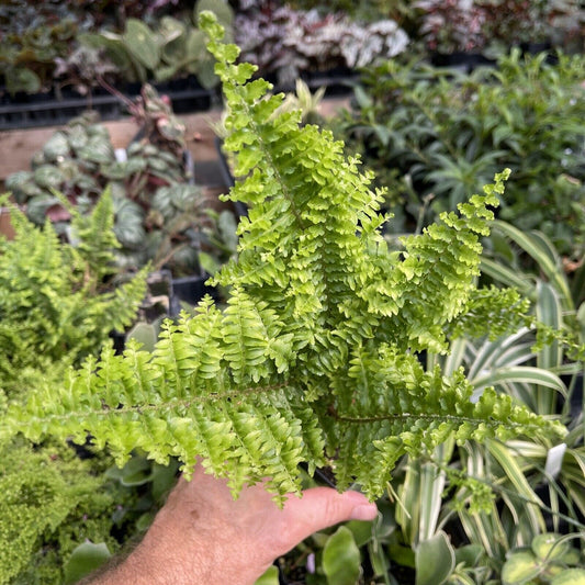 Nephrolepis exaltata ‘FRINGED VASE’ - Gorgeous Fern