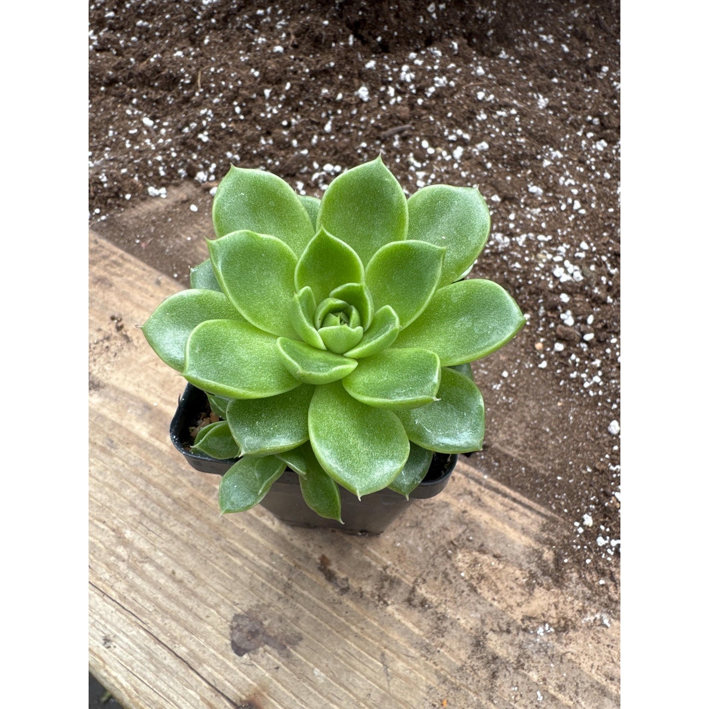 Echeveria ‘malgan’