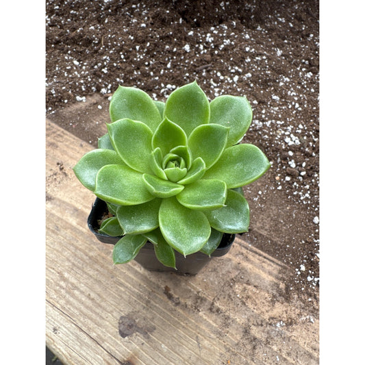 Echeveria ‘malgan’