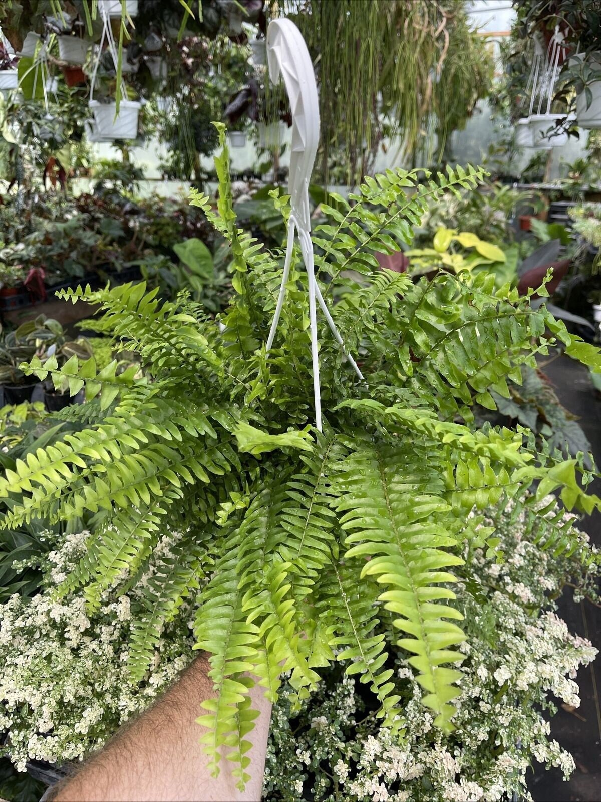 Boston fern 6 inch hanging basket potted plant