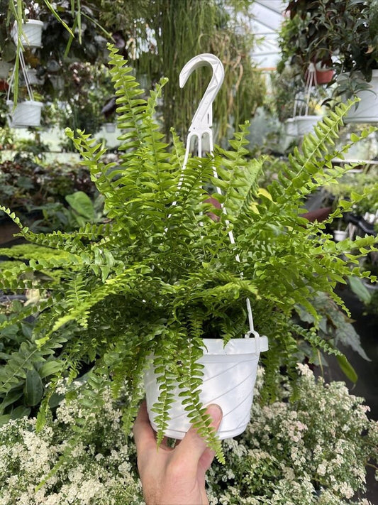 Boston fern 6 inch hanging basket potted plant