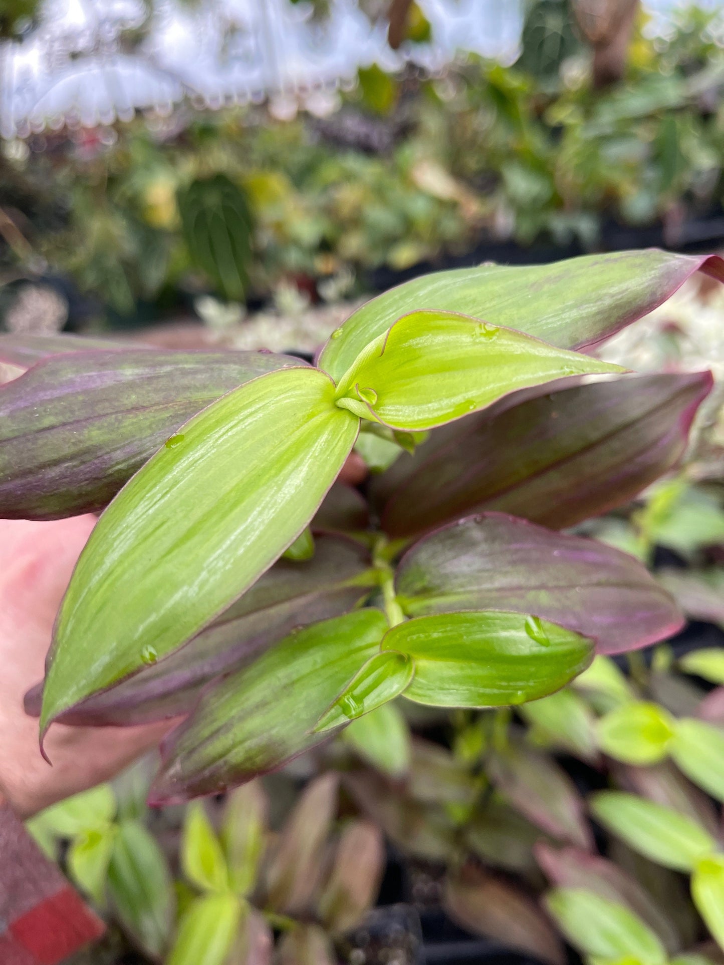 Tradescantia zebrina Ssp. discolor ‘flame dance’ - 3 large cuttings!