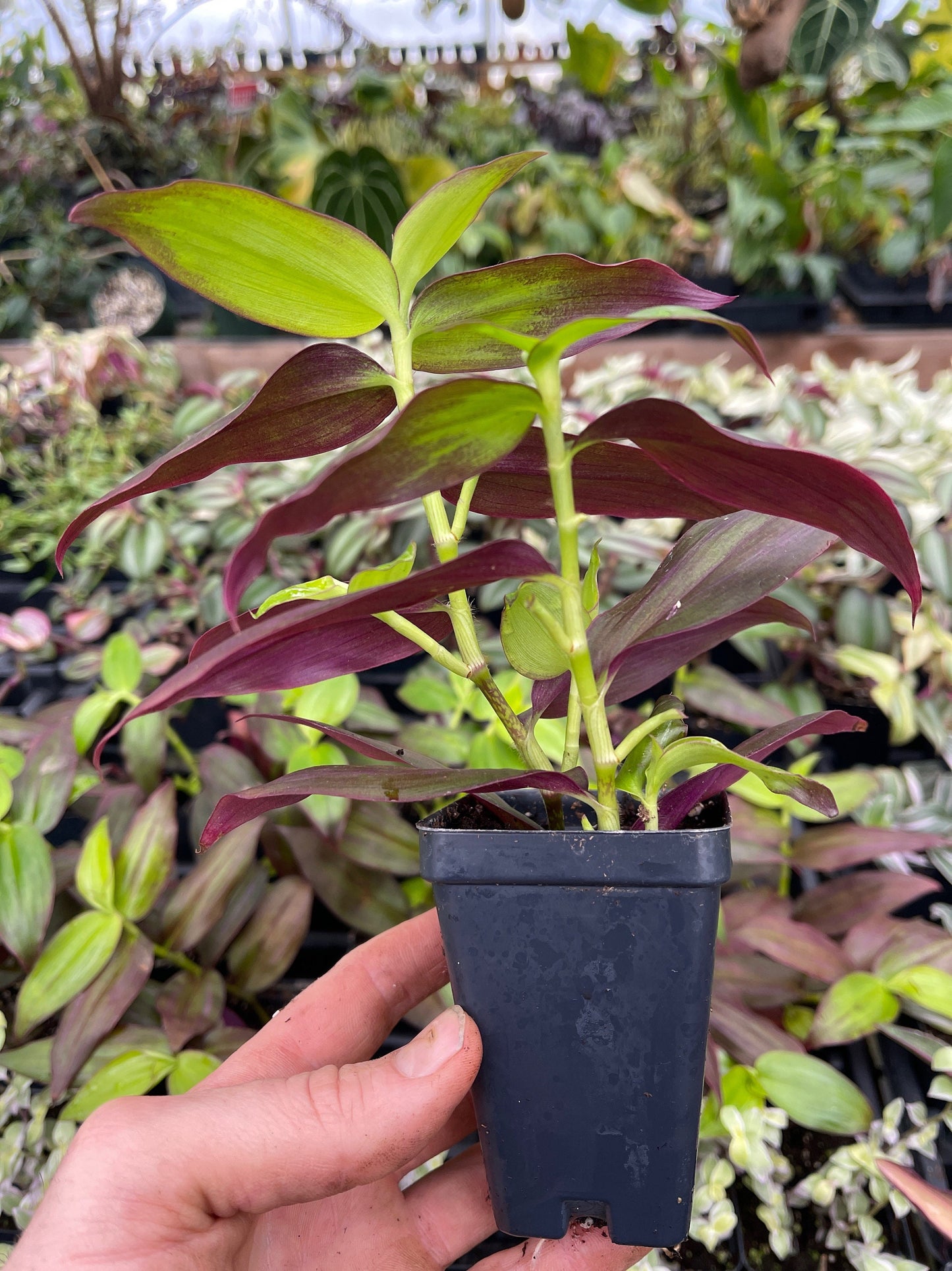 Tradescantia zebrina Ssp. discolor ‘flame dance’ - 3 large cuttings!