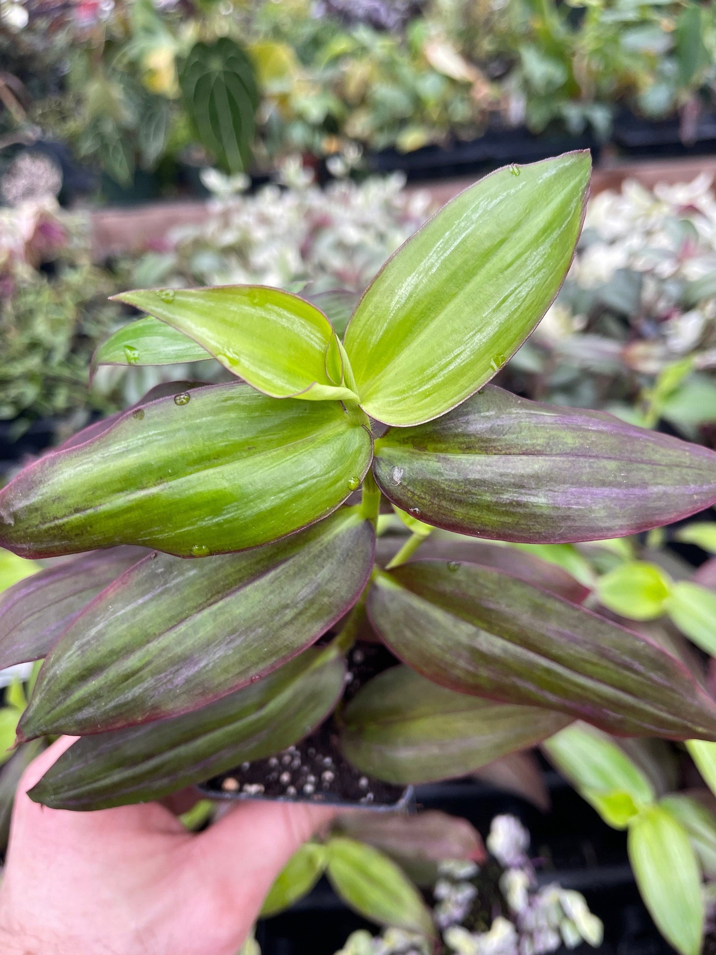 Tradescantia zebrina Ssp. discolor ‘flame dance’ - 3 large cuttings!