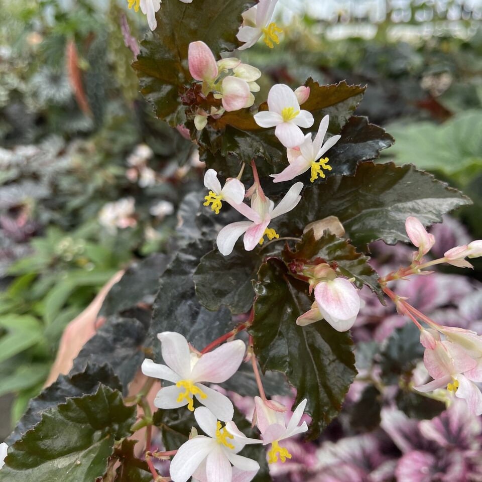 Begonia ‘CONCORD’