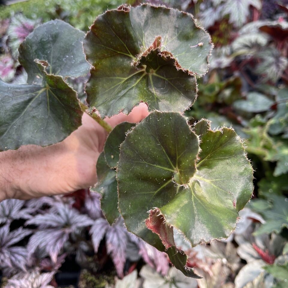 Begonia ‘frosty fairyland’