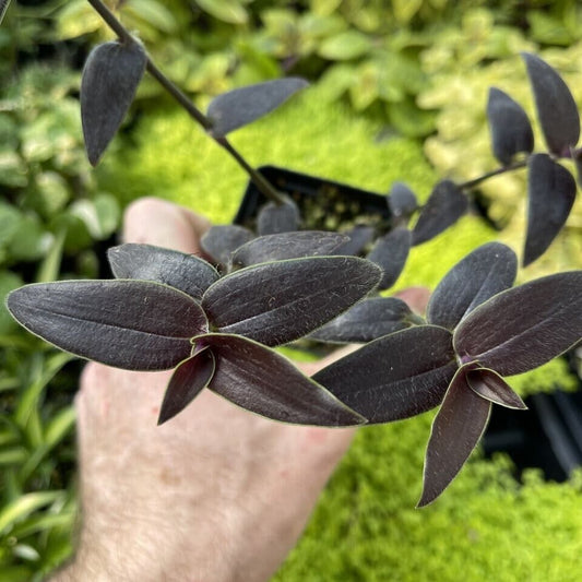 Gibasis sp. [EX. JOSE PUIG] Almost black foliage - Tradescantia relative