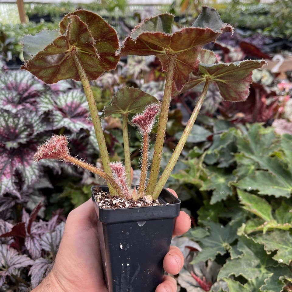 Begonia ‘frosty fairyland’